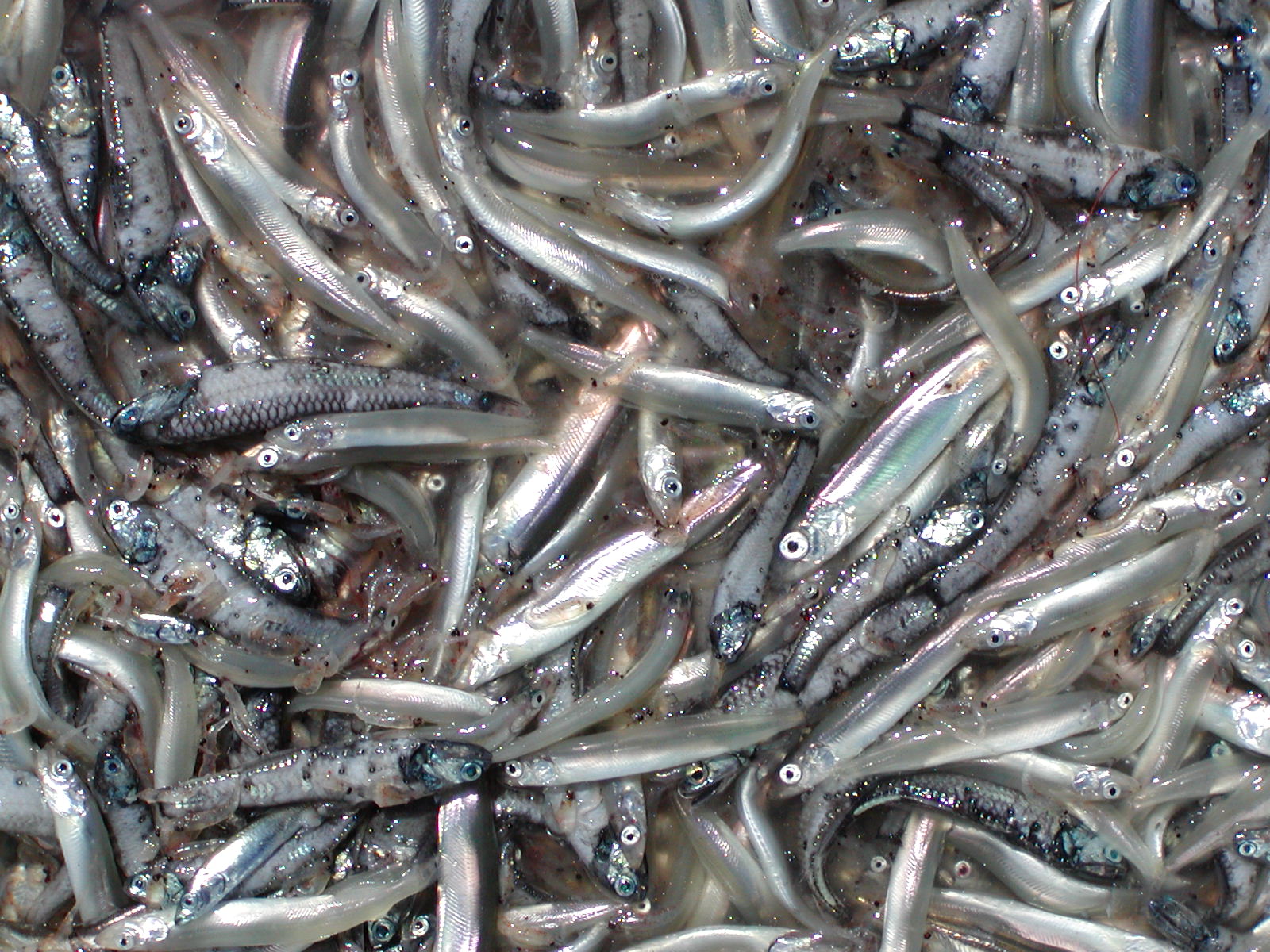 tidewater glacier plume forage fish catch